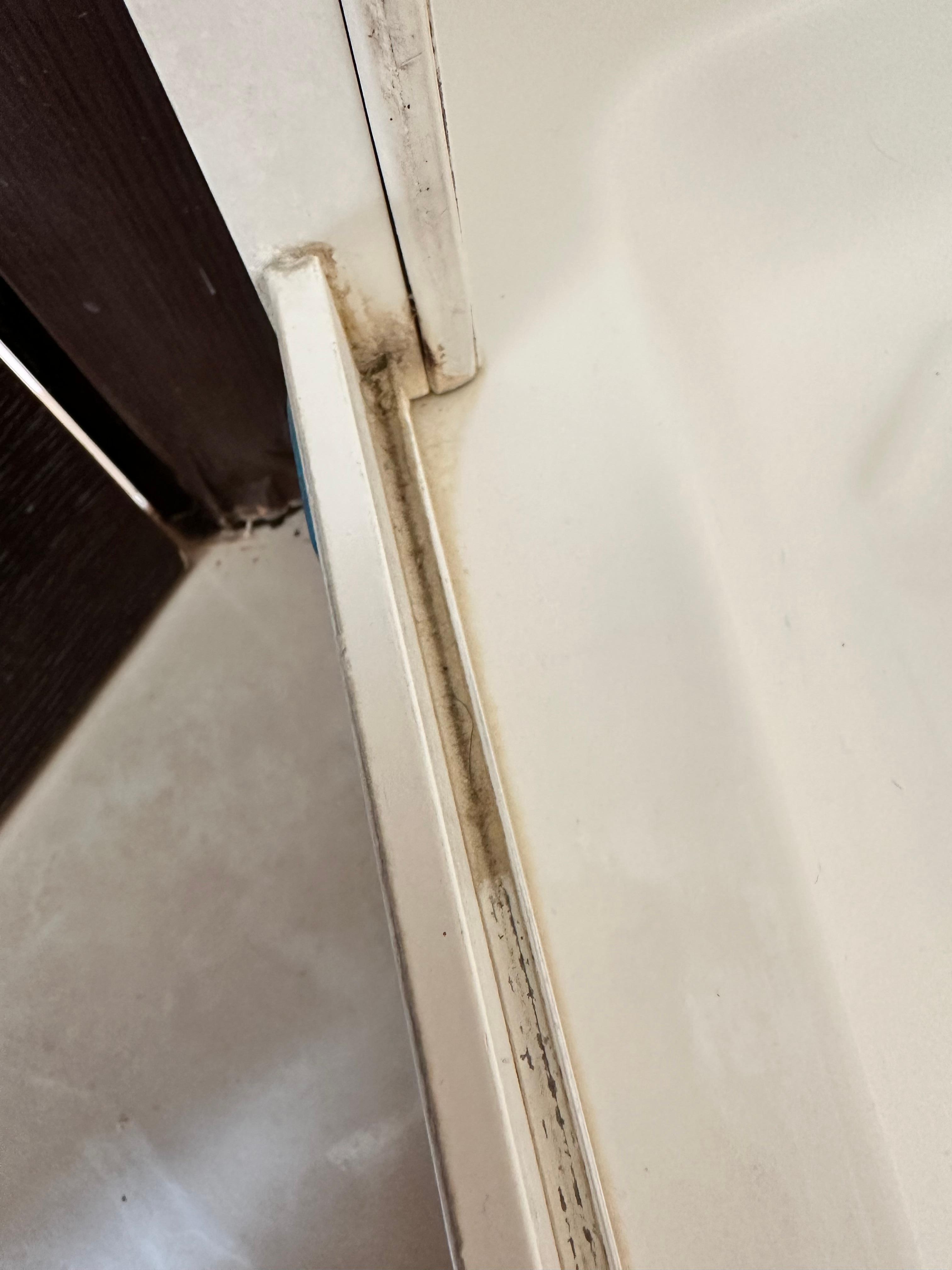 Once again, in the shower there was all this mold which also attracted the bugs too. 