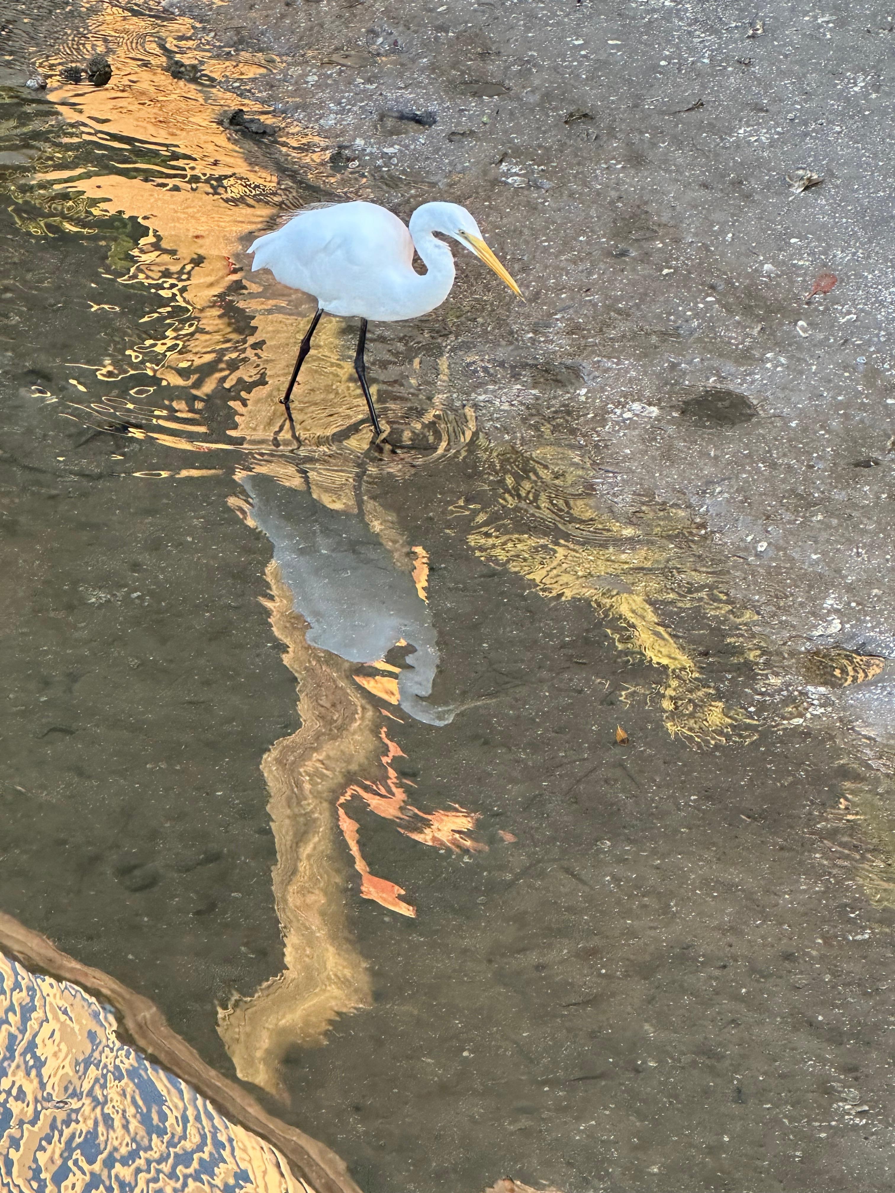 Egret taking advantage of low tide.