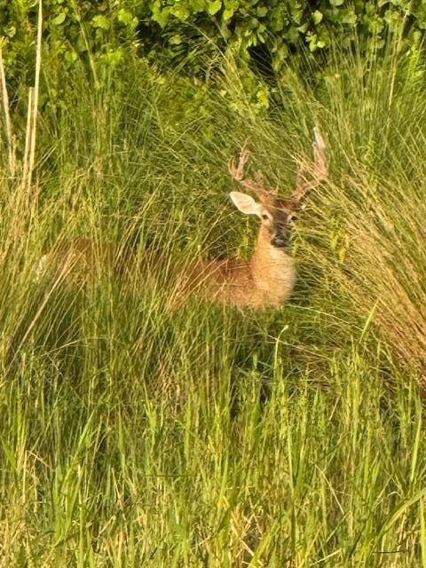 Buck in velvet while bass fishing