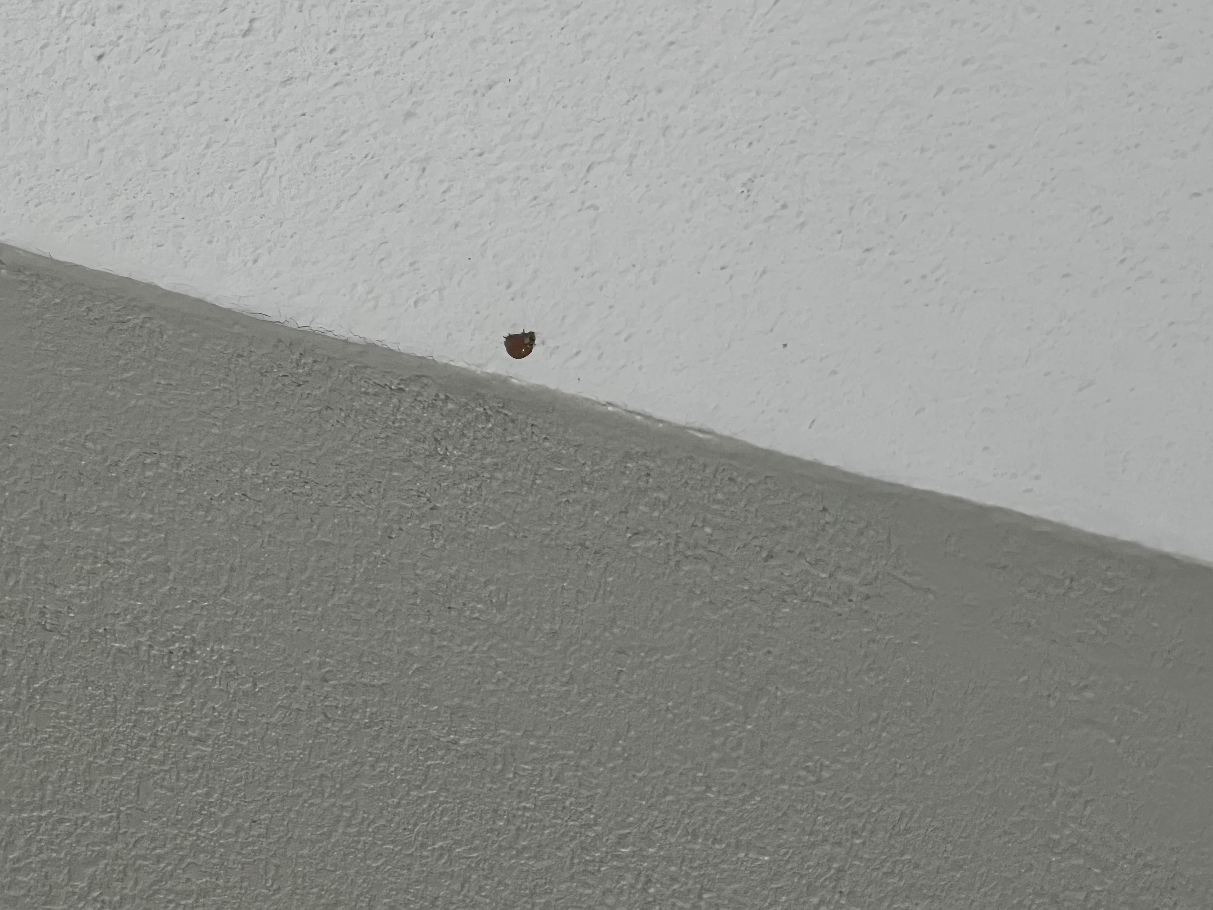Lady bug on the ceiling