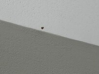 Lady bug on the ceiling