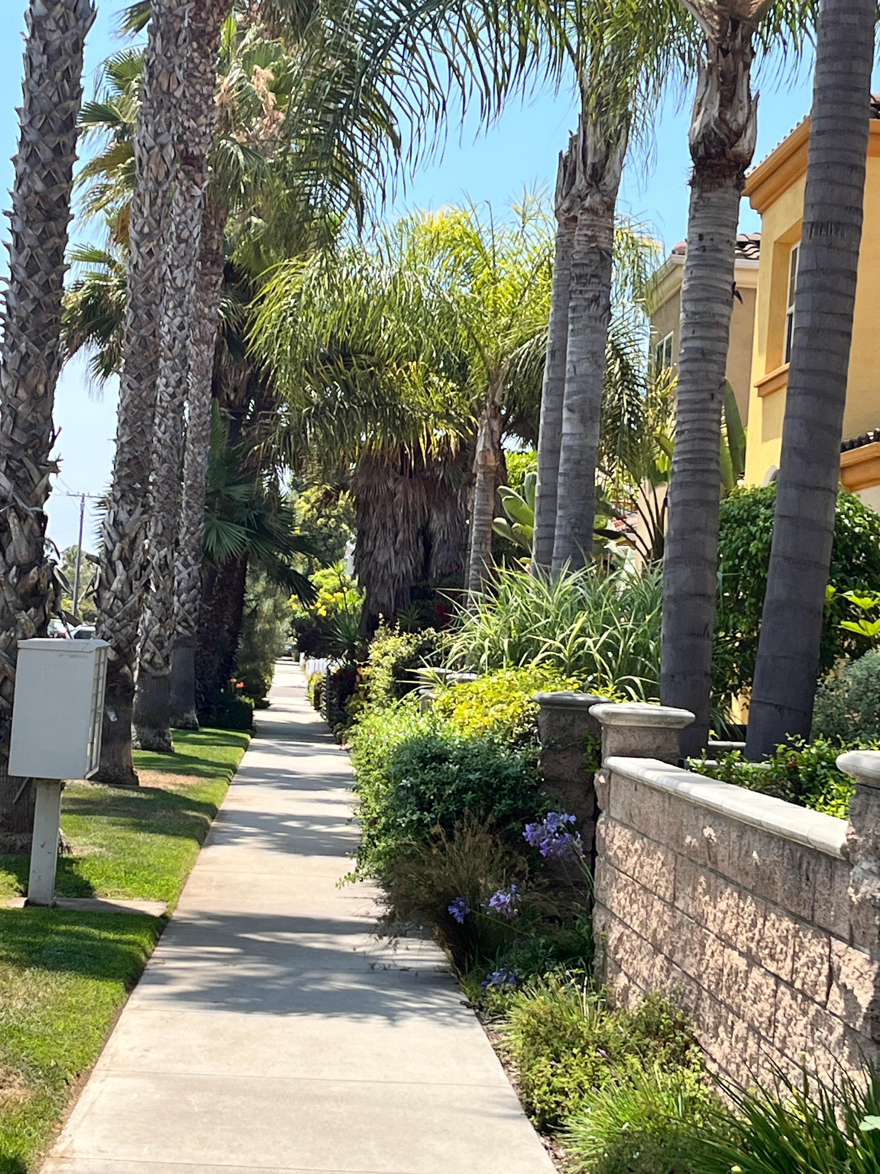 The beautiful street in front of the beach house. 