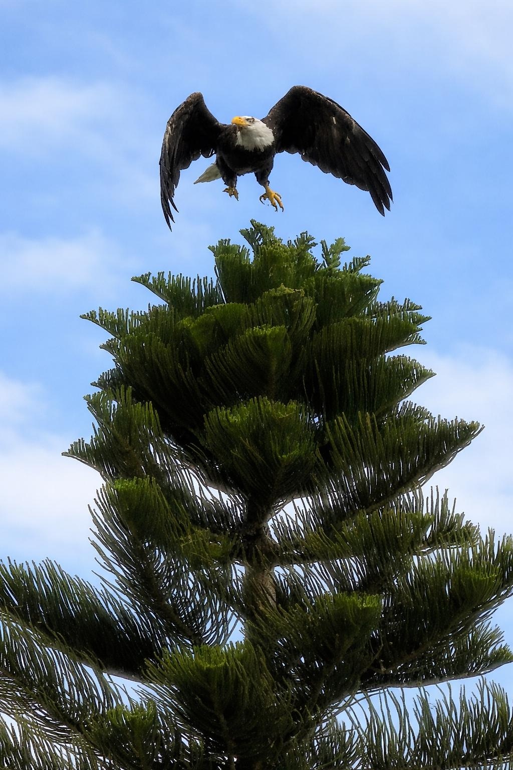Bald eagles in tree next to house!
