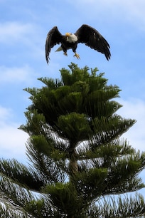Bald eagles in tree next to house!