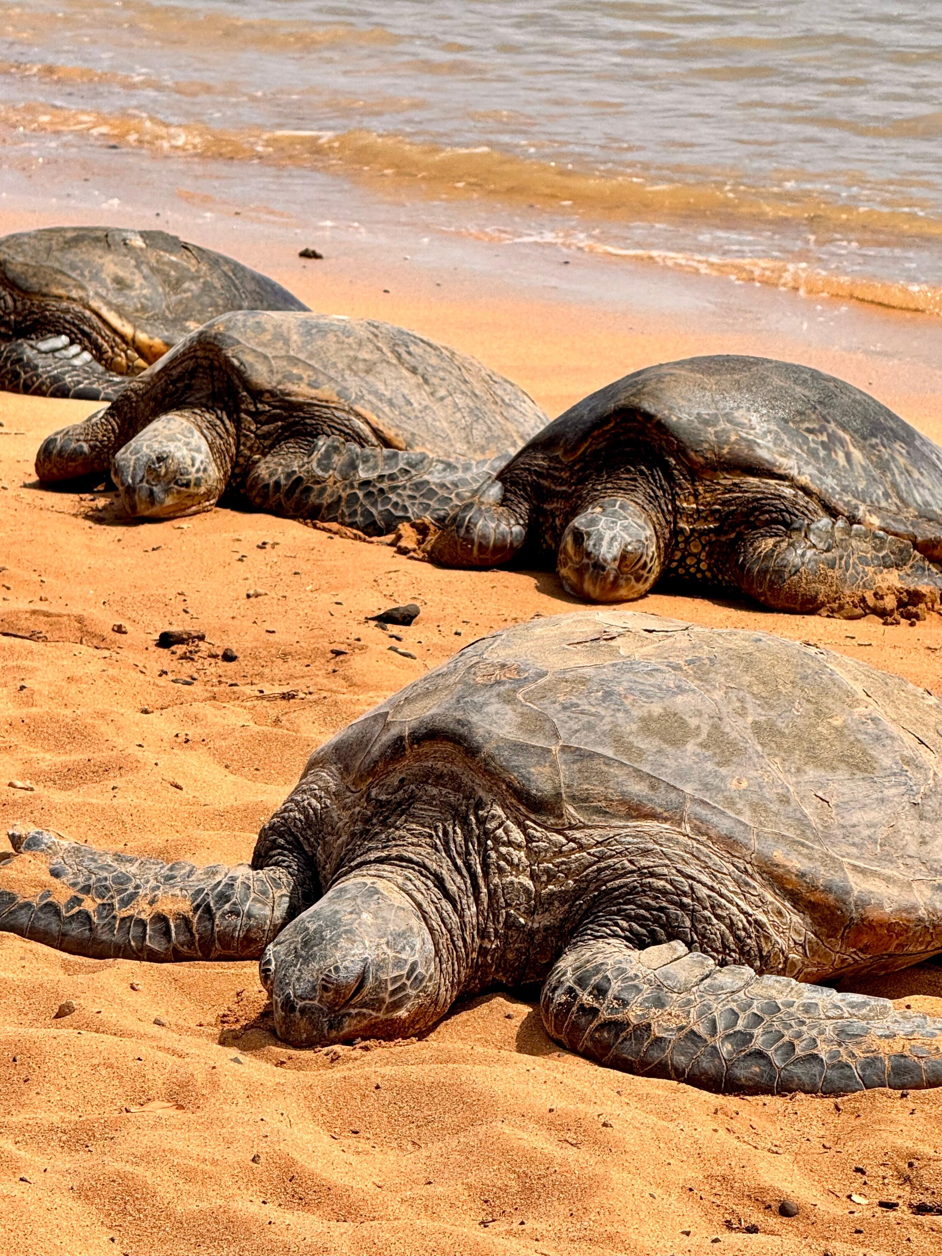 Family beach friends 