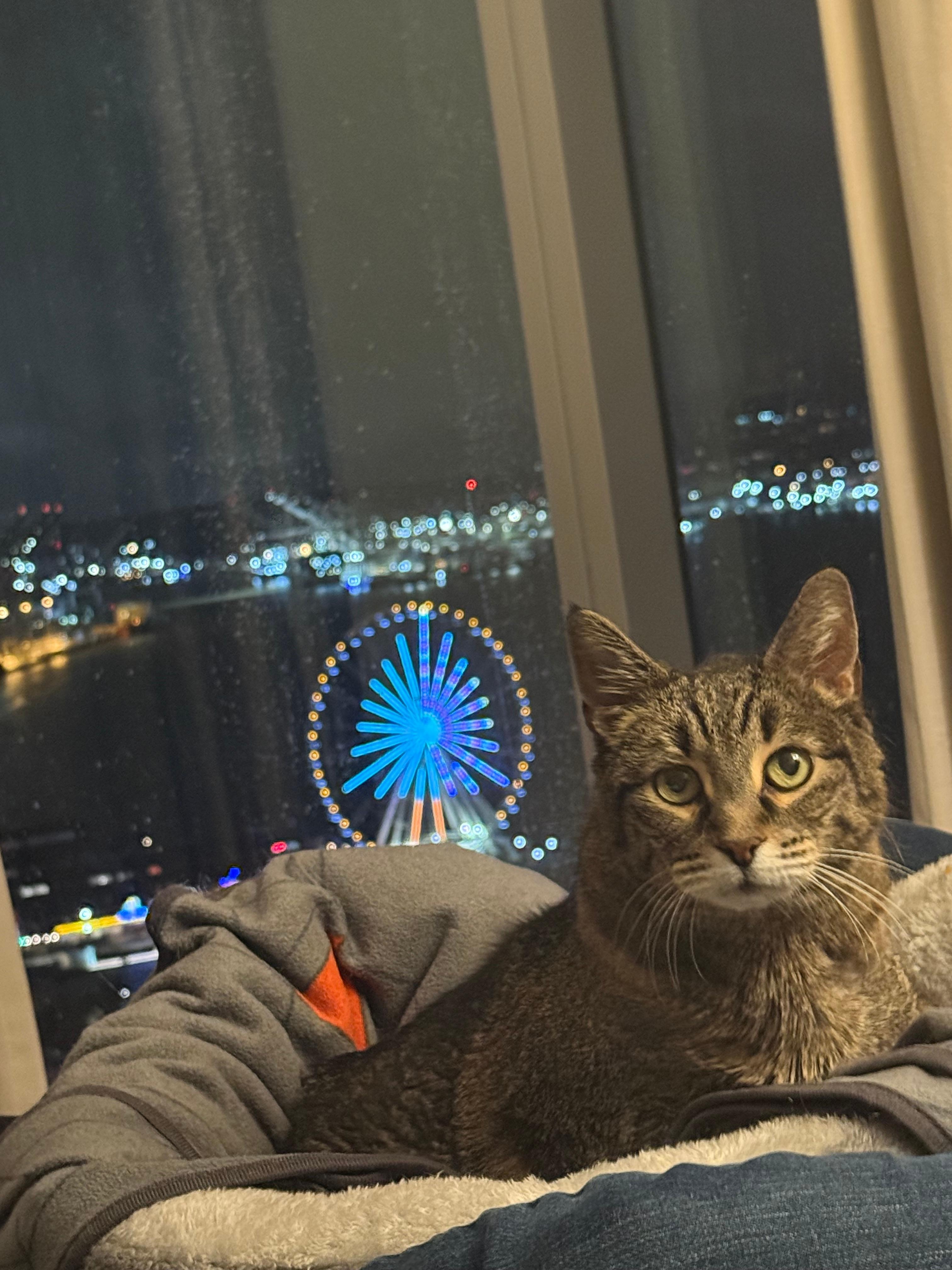 Our cat is paraplegic and has to travel with us. The Thompson made this easy and “beals” got to watch the birds and us when we rode on the Ferris wheel :)
