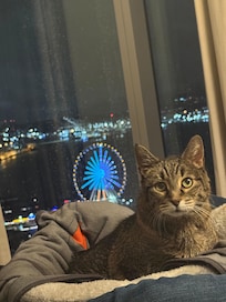 Our cat is paraplegic and has to travel with us. The Thompson made this easy and “beals” got to watch the birds and us when we rode on the Ferris wheel :)