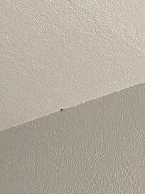 insects crawling on the roof.