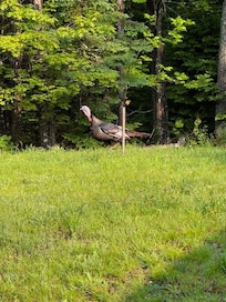 Turkey's Visiting Front Lawn