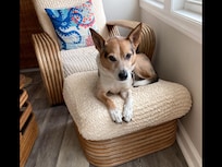 Life is great on the beach