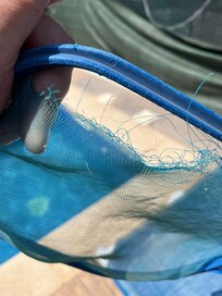 Netz zum Reinigen des Pools.