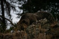 Grizzly bear somewhere between the NE entrance to Yellowstone and Lamar Valley.