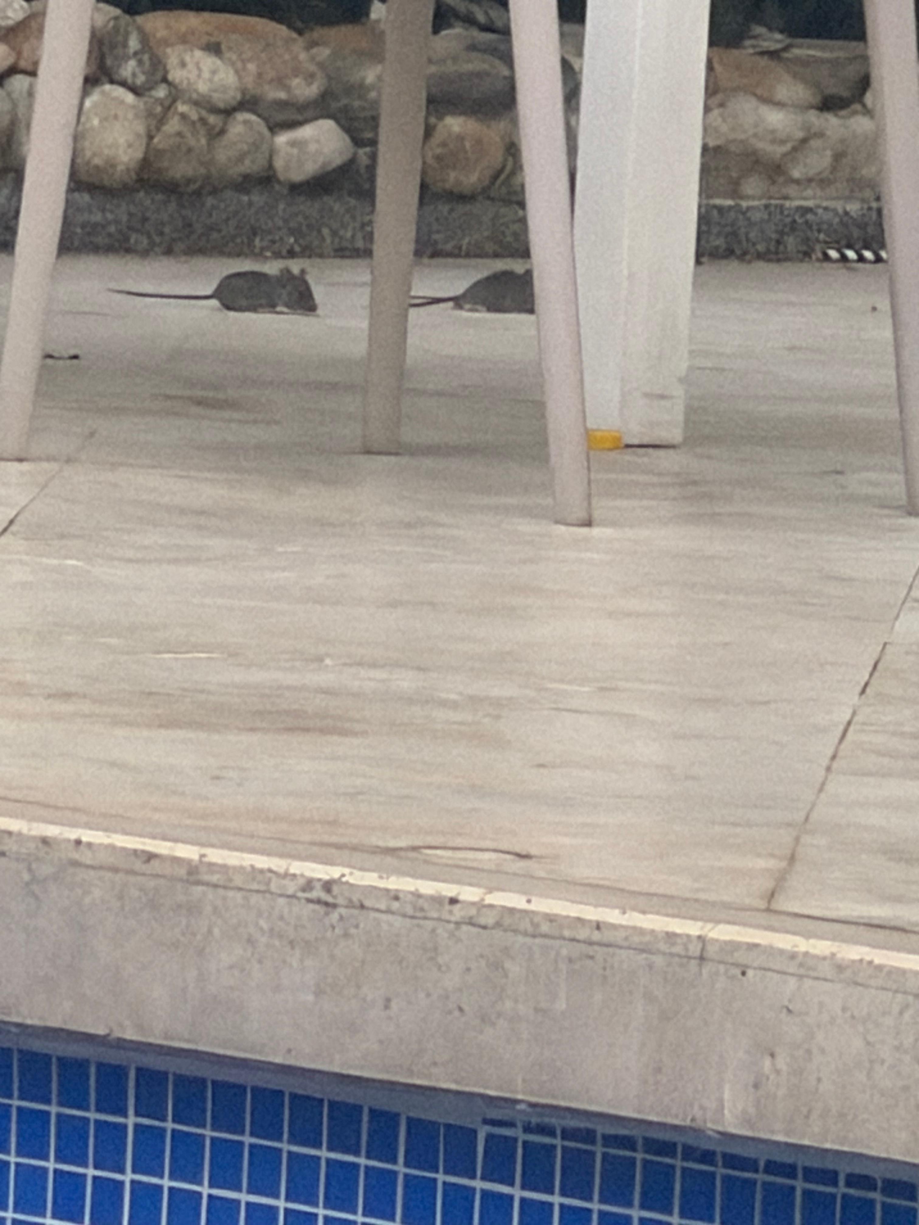 4 hermanos jugando pero no vi al gato