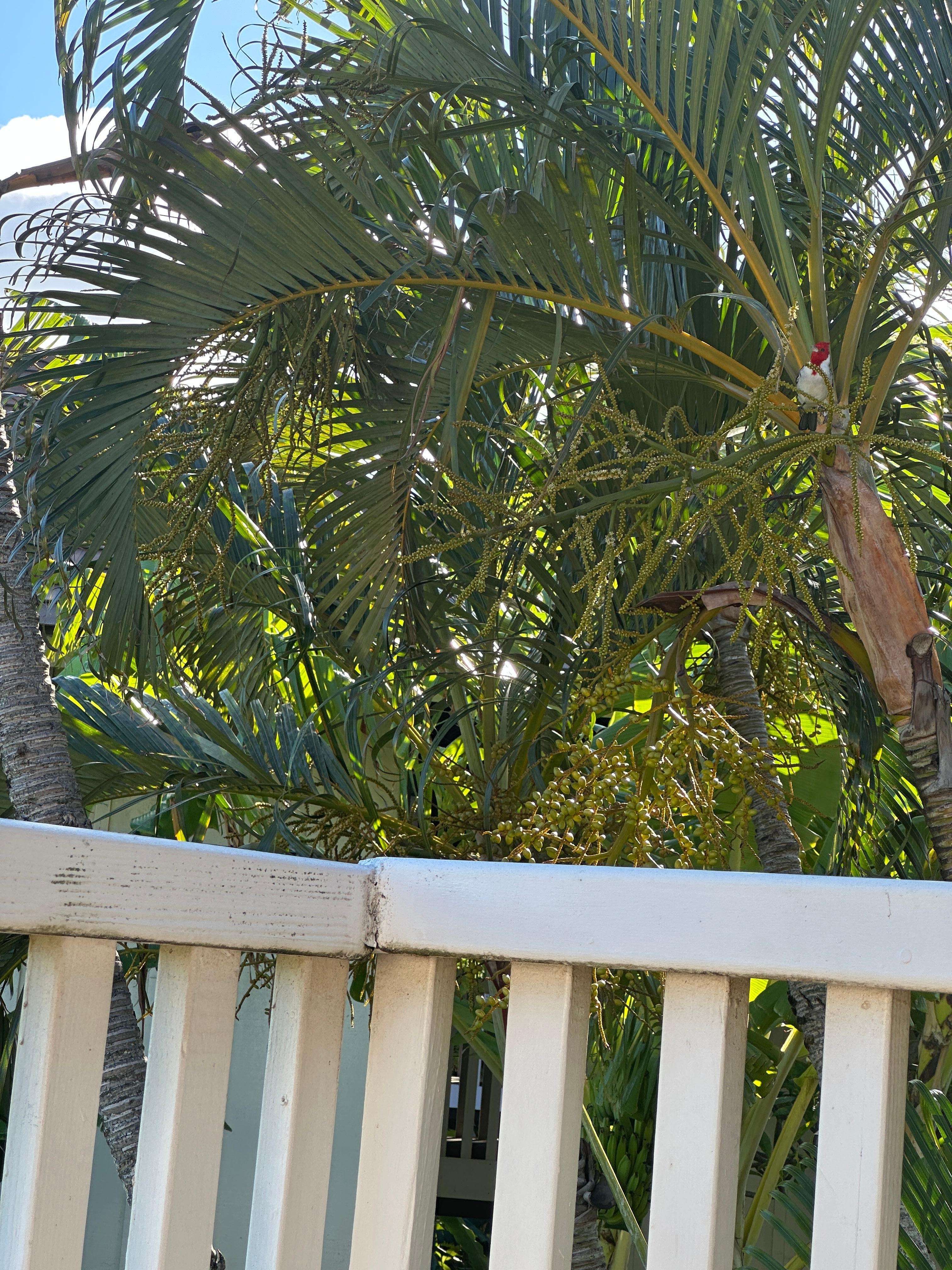 Look closely for the Brazilian cardinal