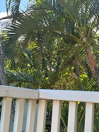 Look closely for the Brazilian cardinal