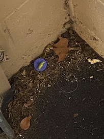 Dirty conditions found throughout the property. Picture of game room corner.