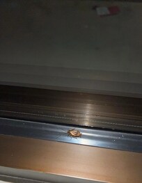 Picture of cockroach found on window.