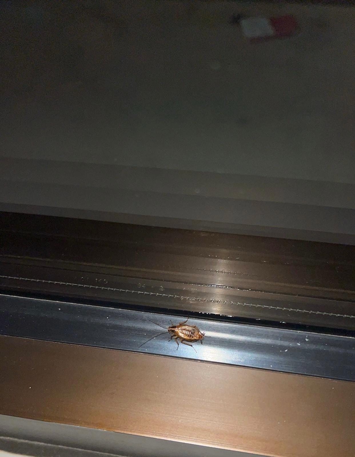 Picture of cockroach found on window.