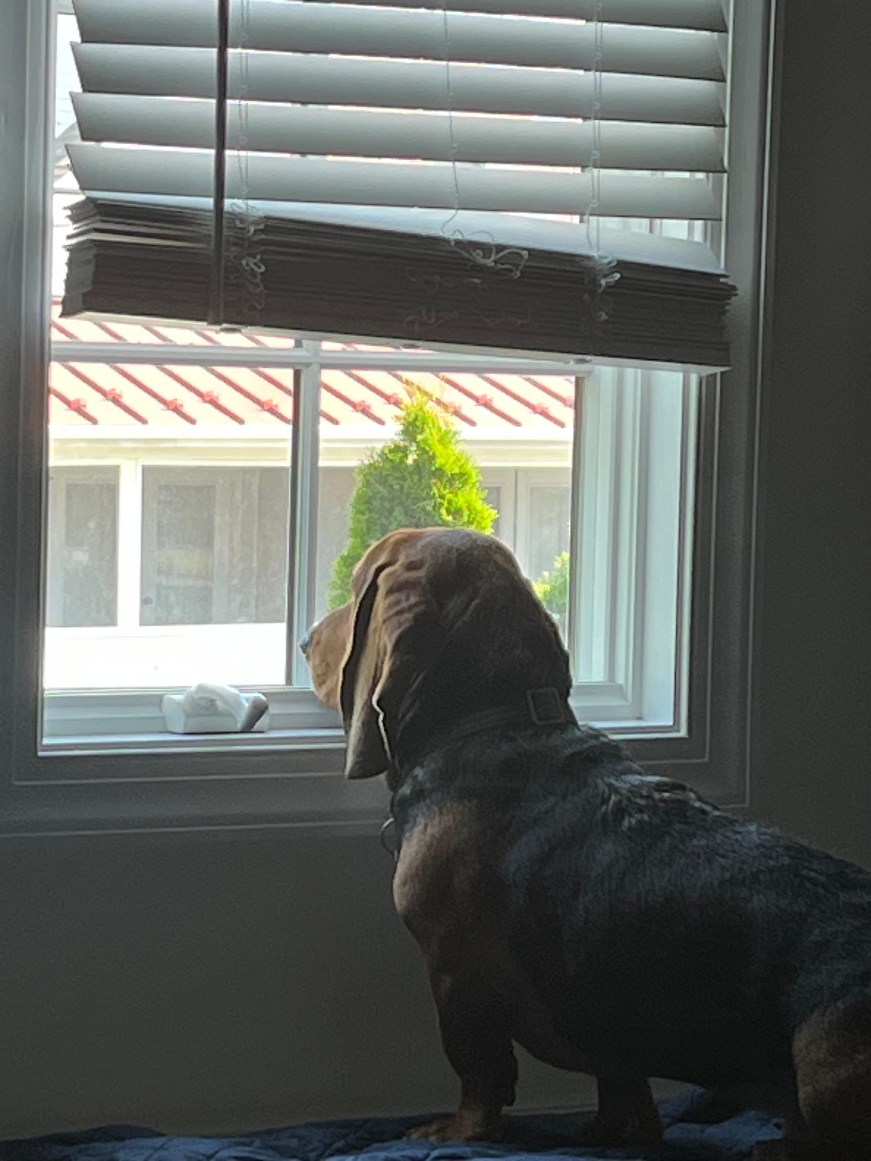 Dexter likes to people-watch! 