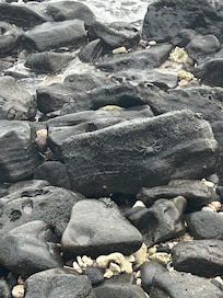 Lava rock in front of resort