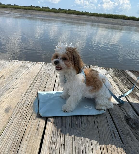 Toby enjoying the dock on his cool mat. 