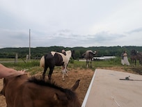 Beautiful horses.  Very friendly.  We did not get a chance to ride, but rides were about $75/person and they were willing to accommodate our schedule.