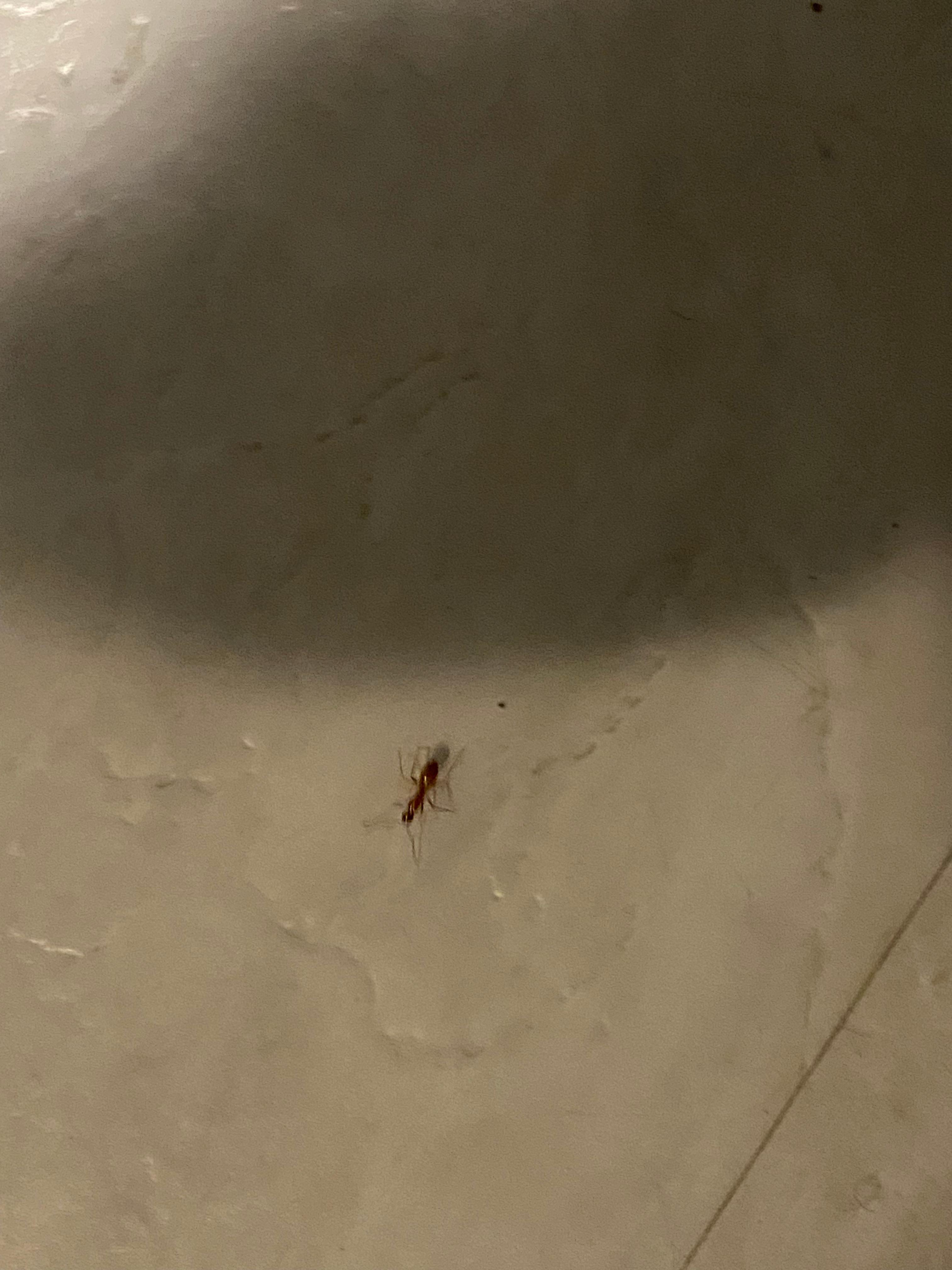 Bug on the ceiling of the living room 