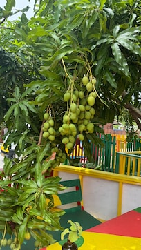 It was mango season
