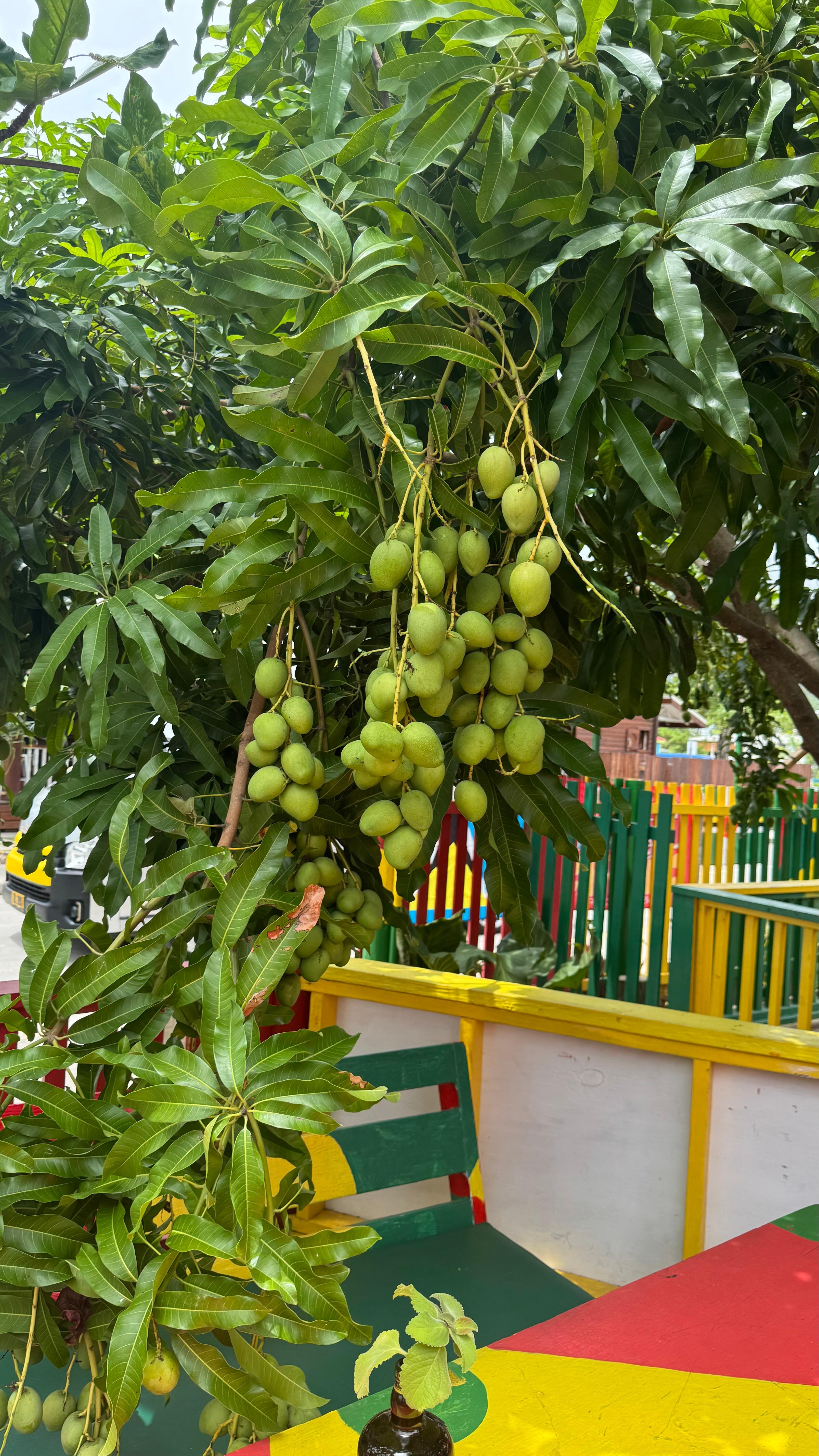 It was mango season