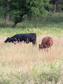 The Moooo-rning