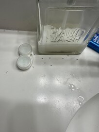 Ants