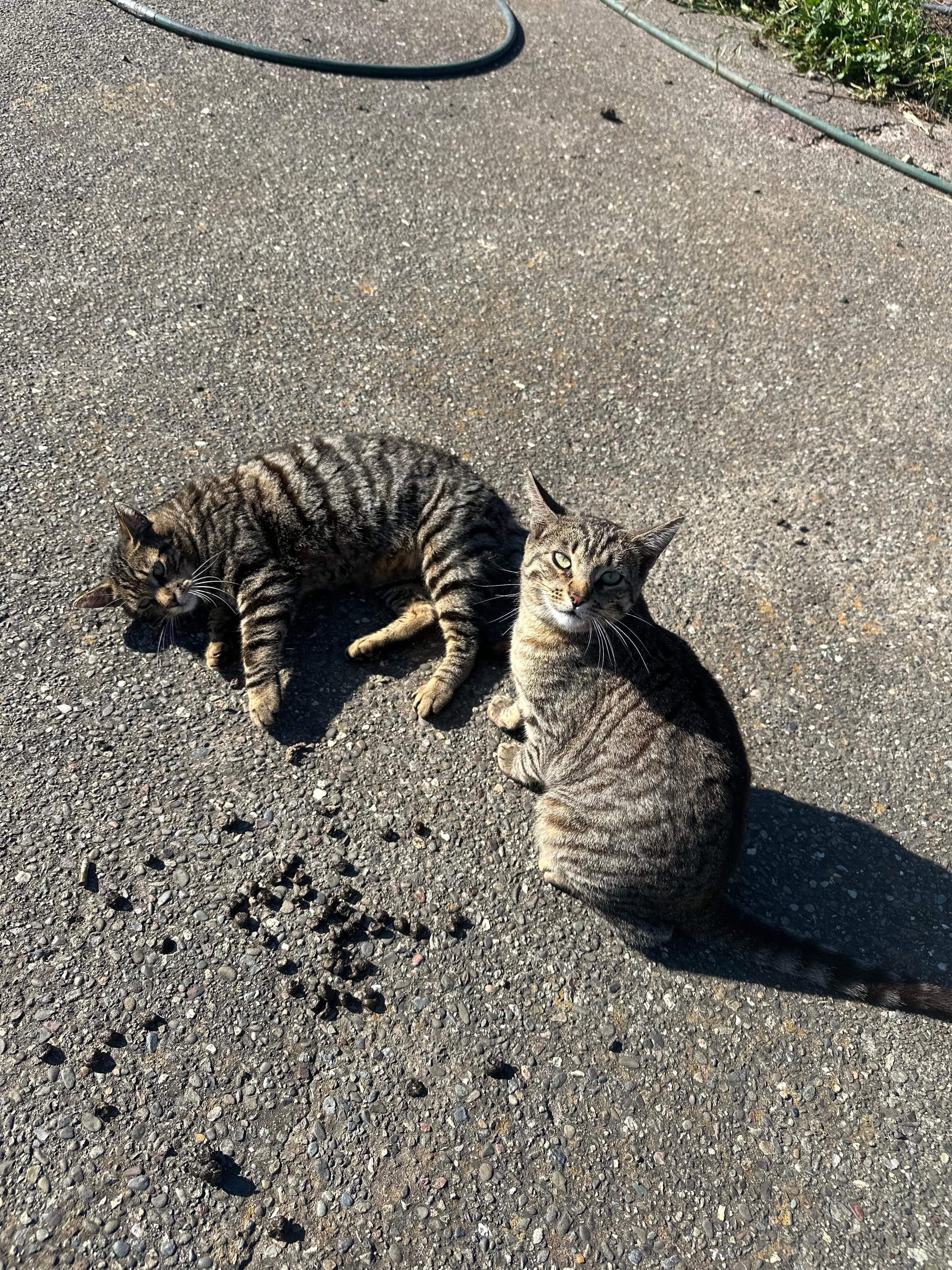 Friendly felines.
