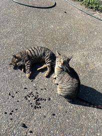 Friendly felines.