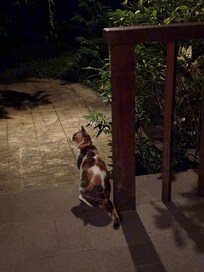 可愛い夜の訪問者🐈🩷