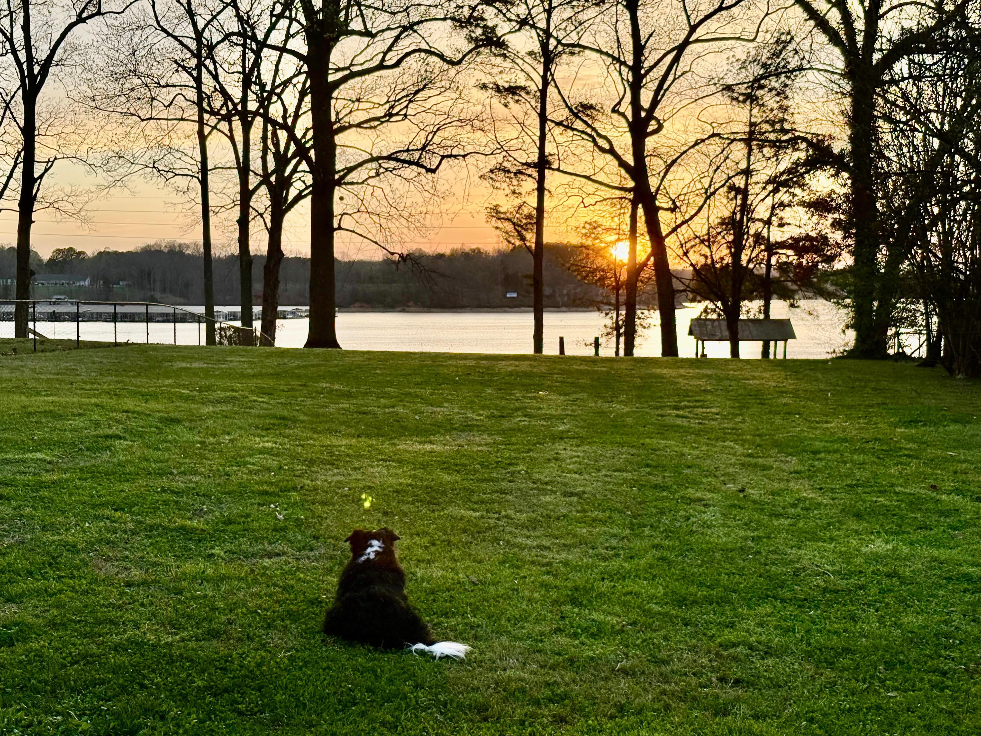 Our border collie enjoyed the view 