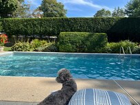 Stunning pool and grounds