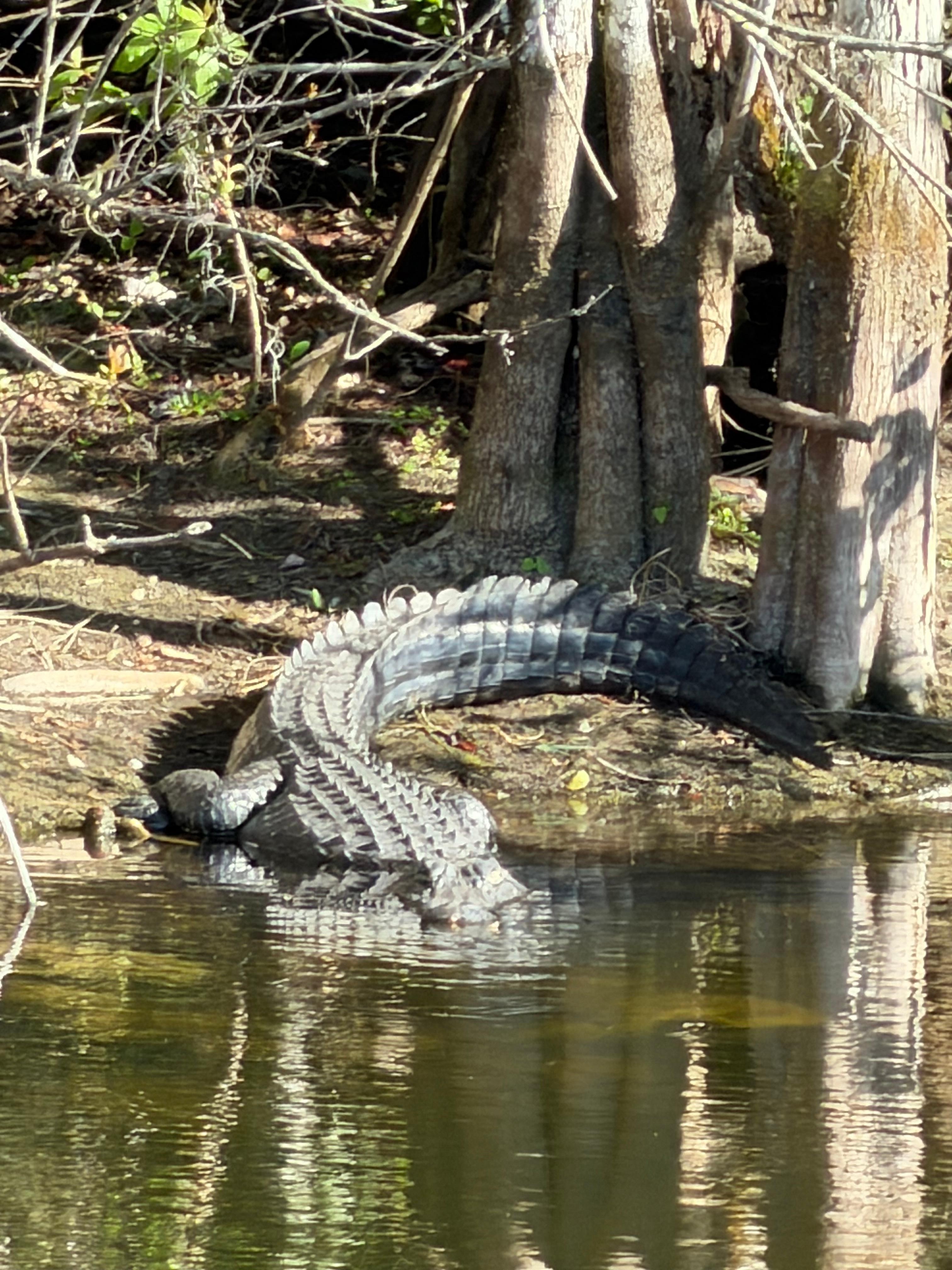 Alligators in the Everglades