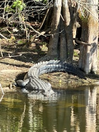 Alligators in the Everglades