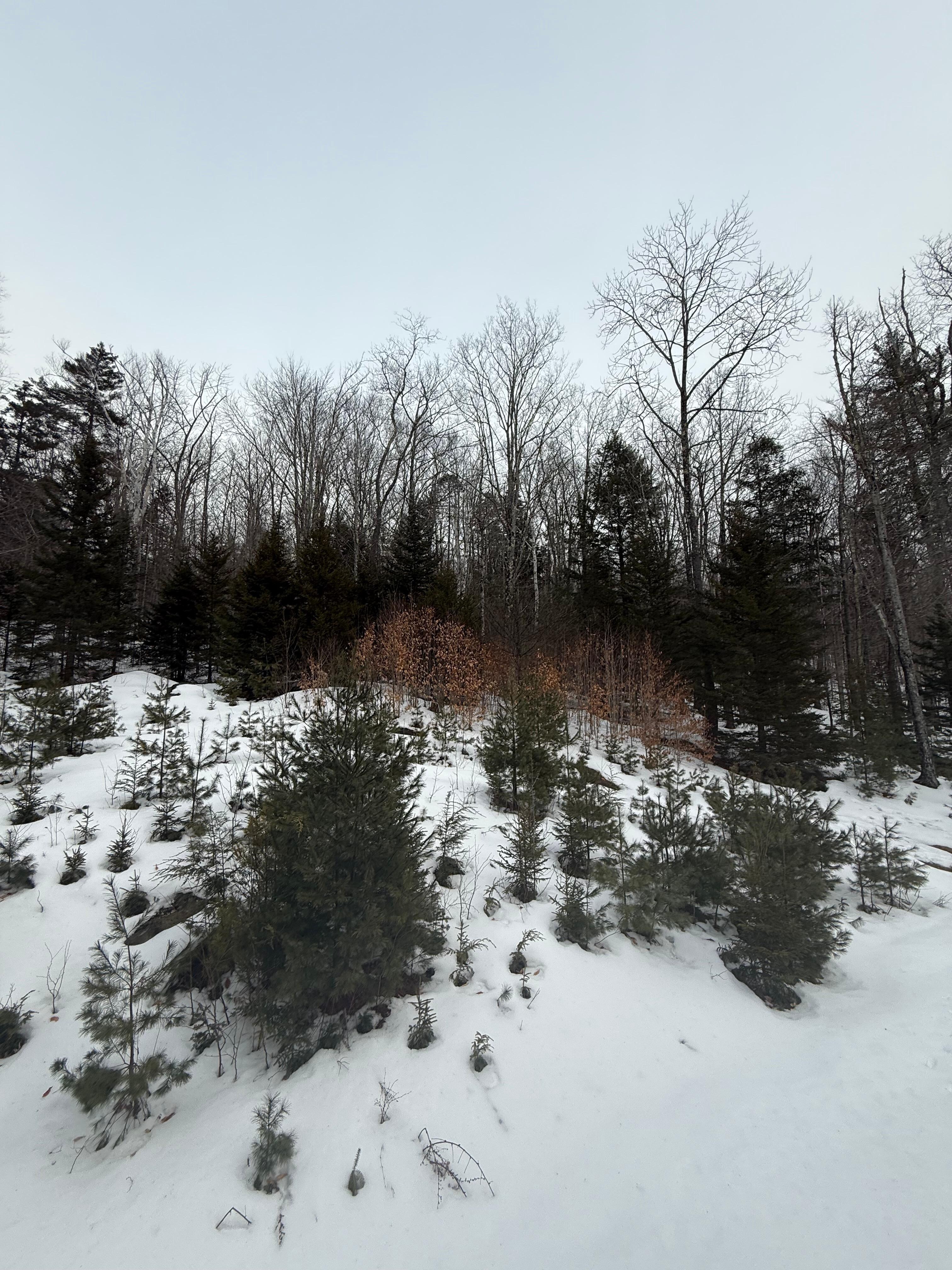 View from living room 