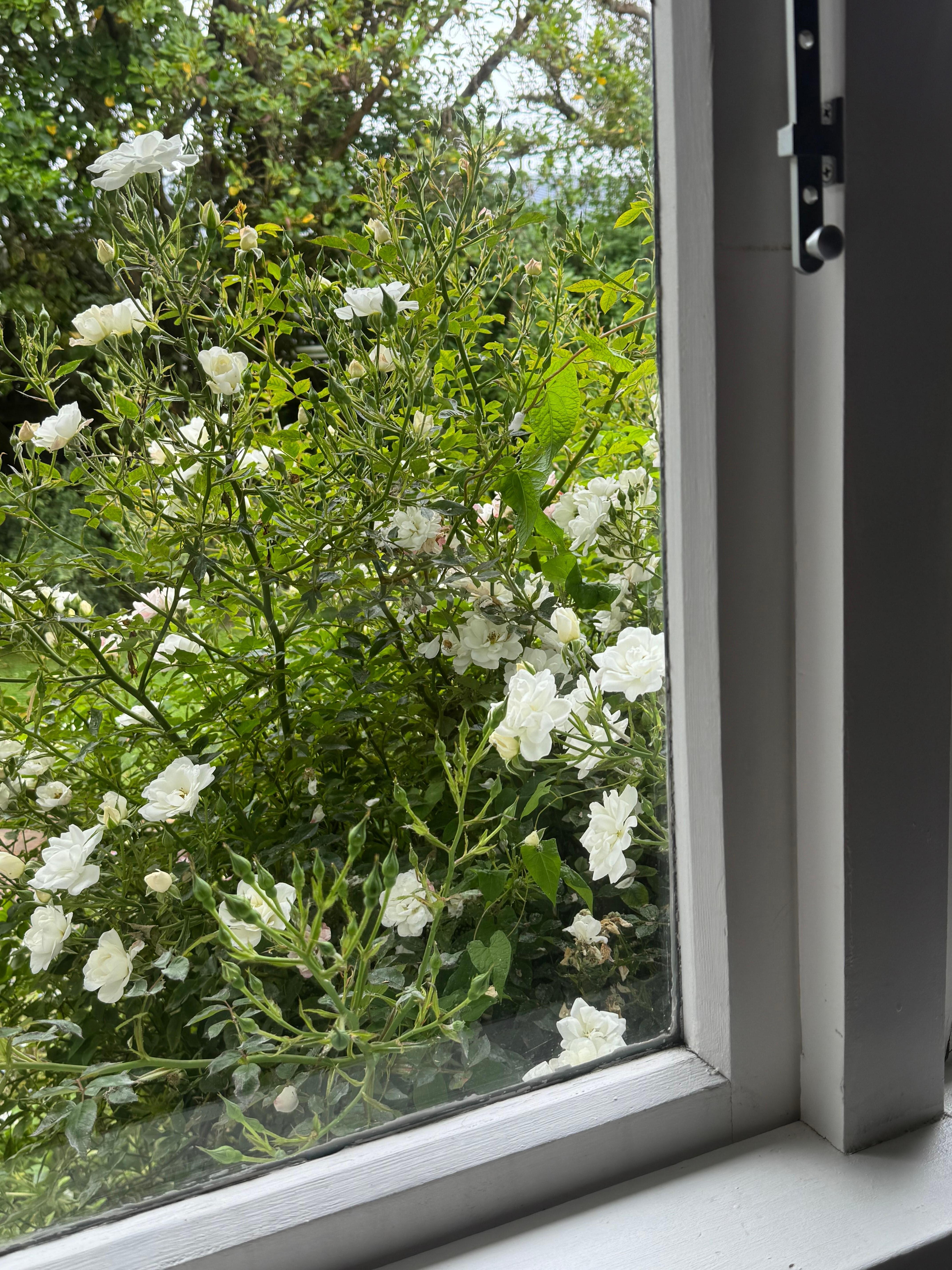 Enjoy the roses with a cuppa on the couch. 