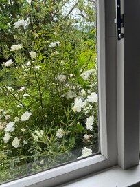 Enjoy the roses with a cuppa on the couch.