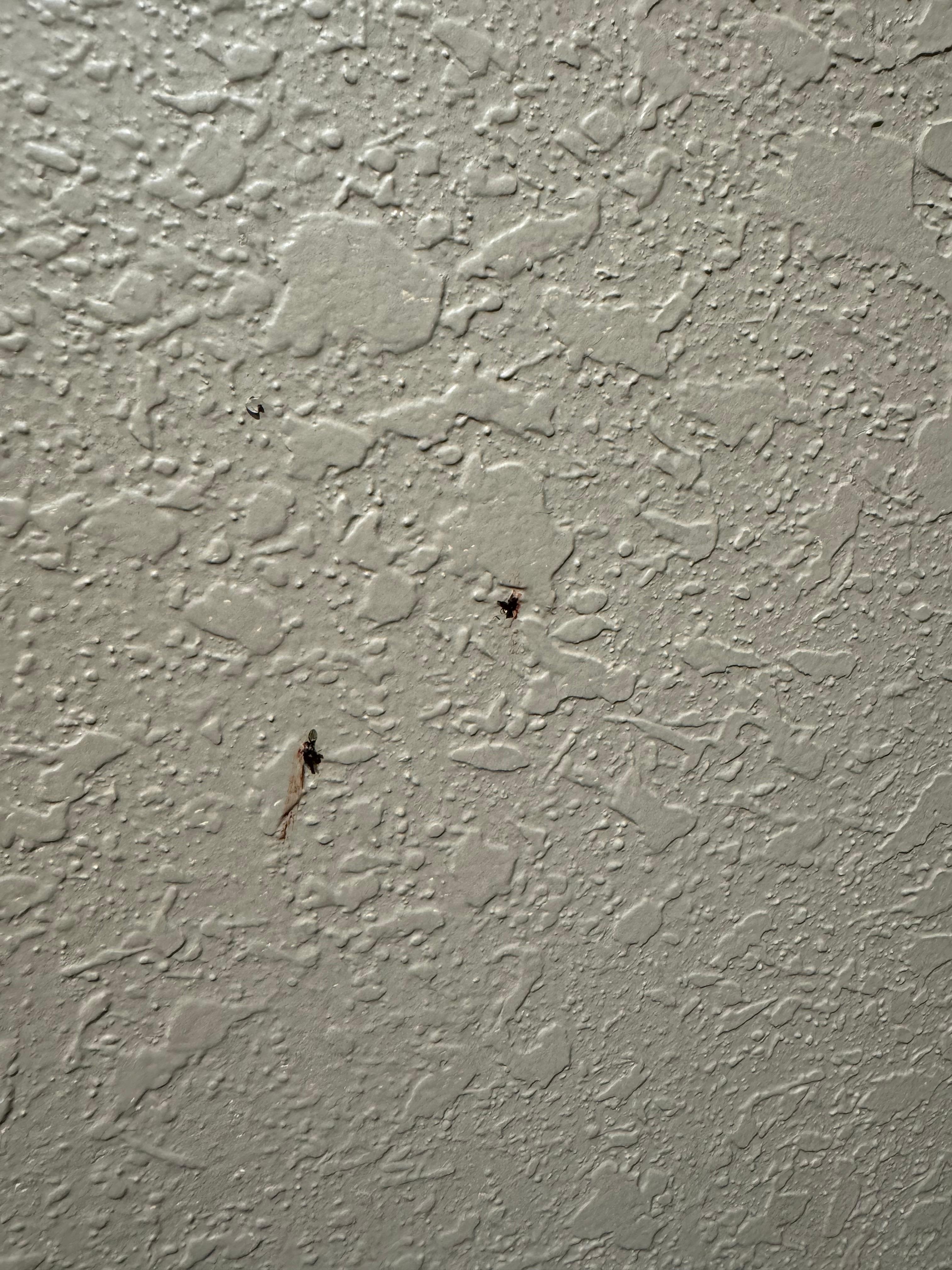 Dead flies with blood on walls 
