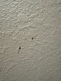 Dead flies with blood on walls