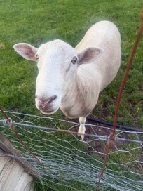 A welcome by the Chief Sheep