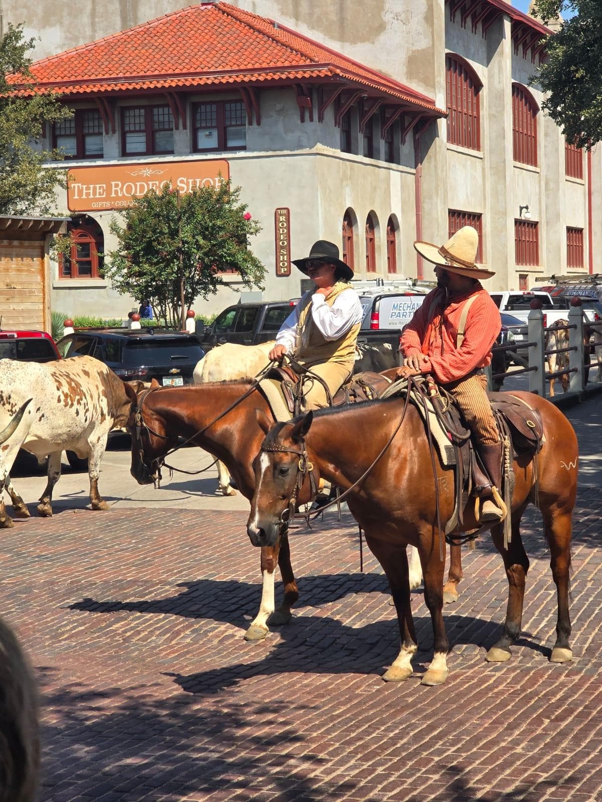 Real cattle drive right by the hotel 