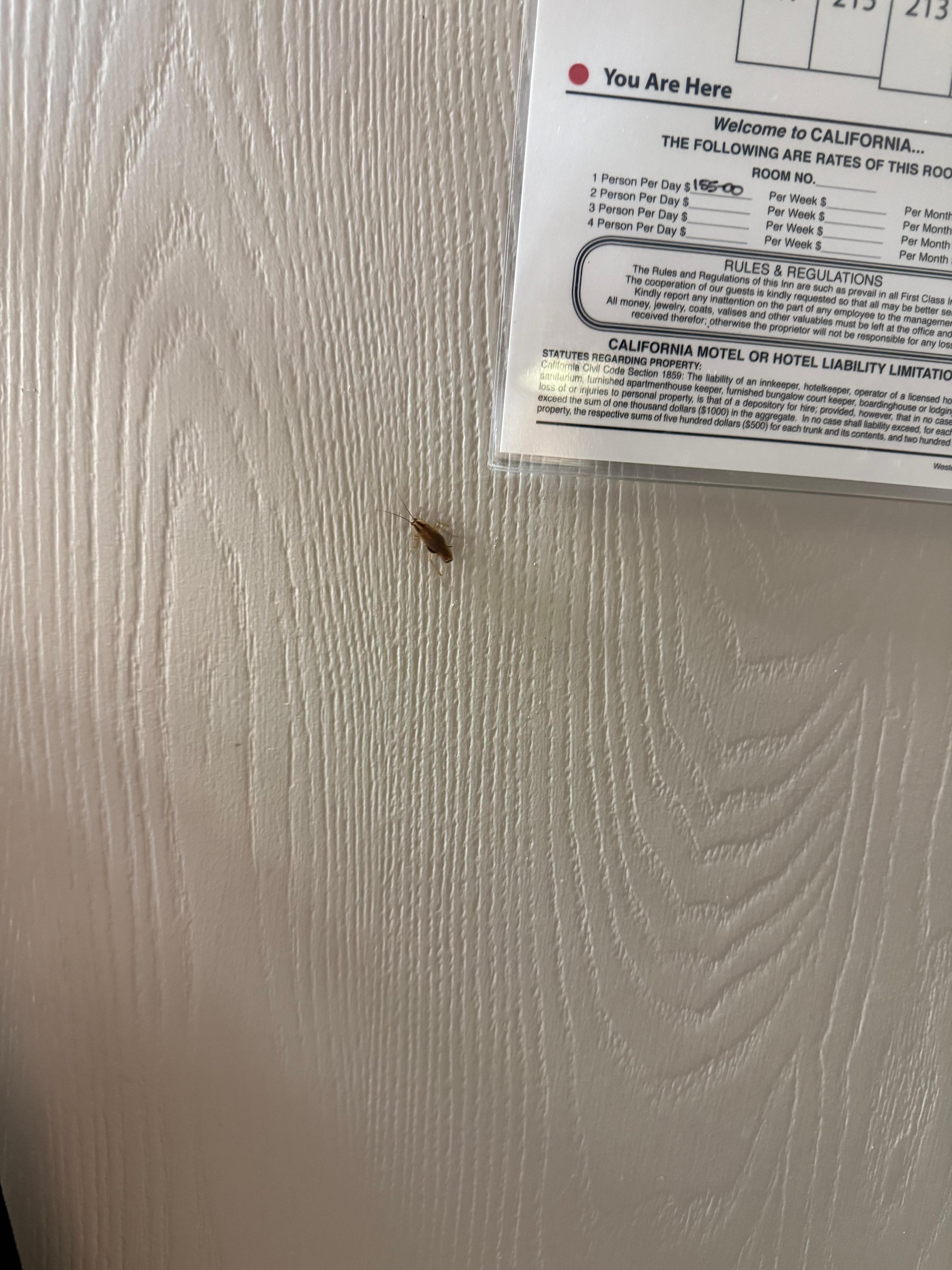 The only roach I was able to get a photo of as they ran when the light turned on 