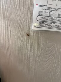 The only roach I was able to get a photo of as they ran when the light turned on