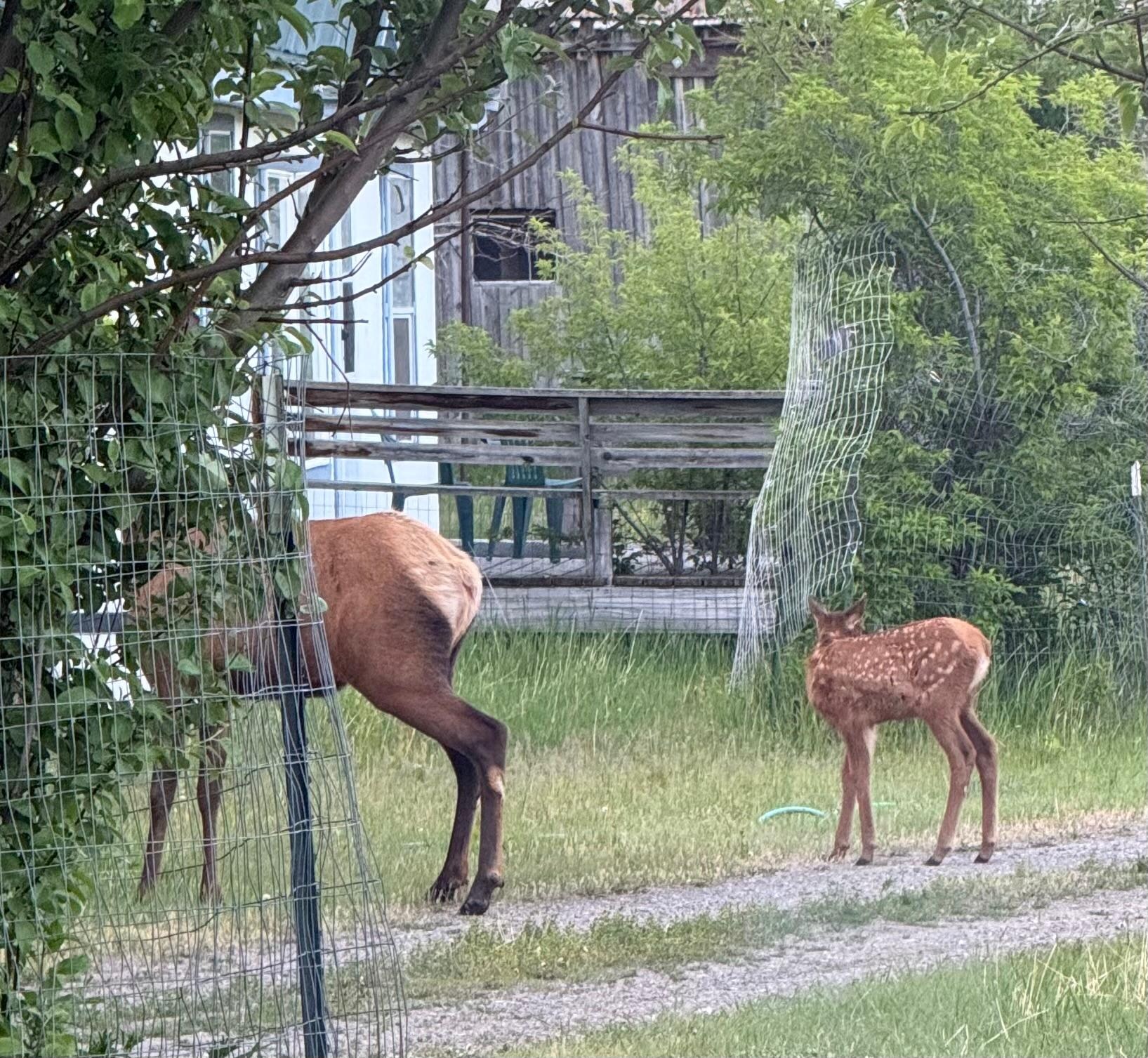 Mom and baby seen in the driveway!