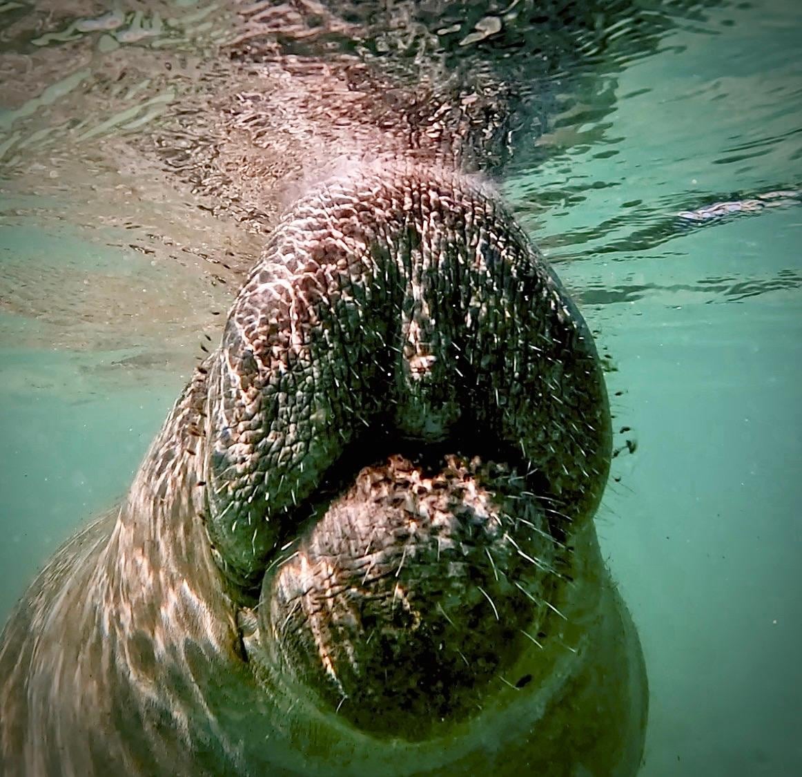 A photo I took at Hunter springs, we got to swim with so many Manatees.