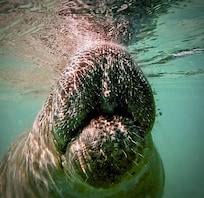 A photo I took at Hunter springs, we got to swim with so many Manatees.